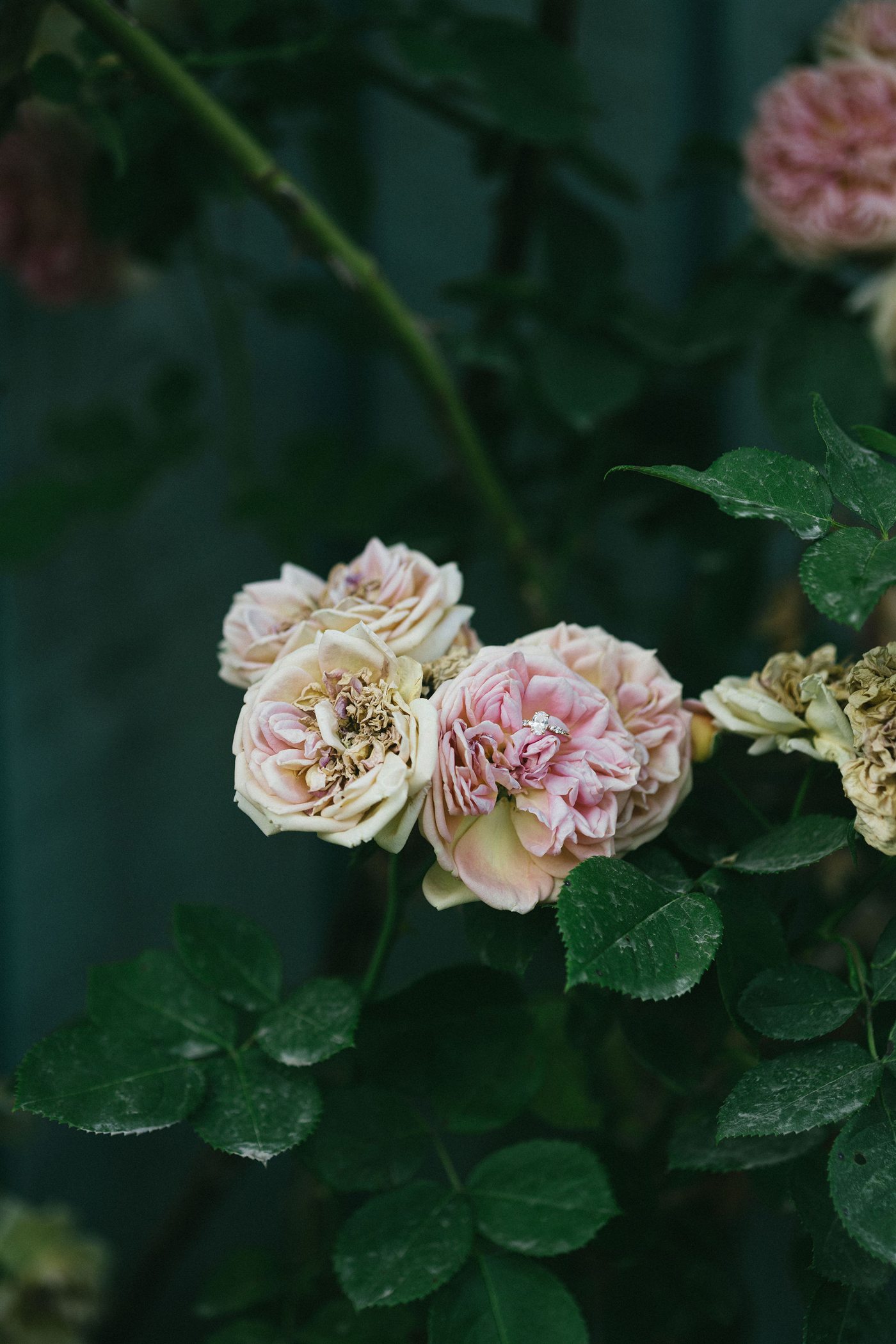 Danielle's engagement ring nestled among garden roses